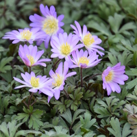Anemone blanda 'Pink Star' Photo: J. Amand